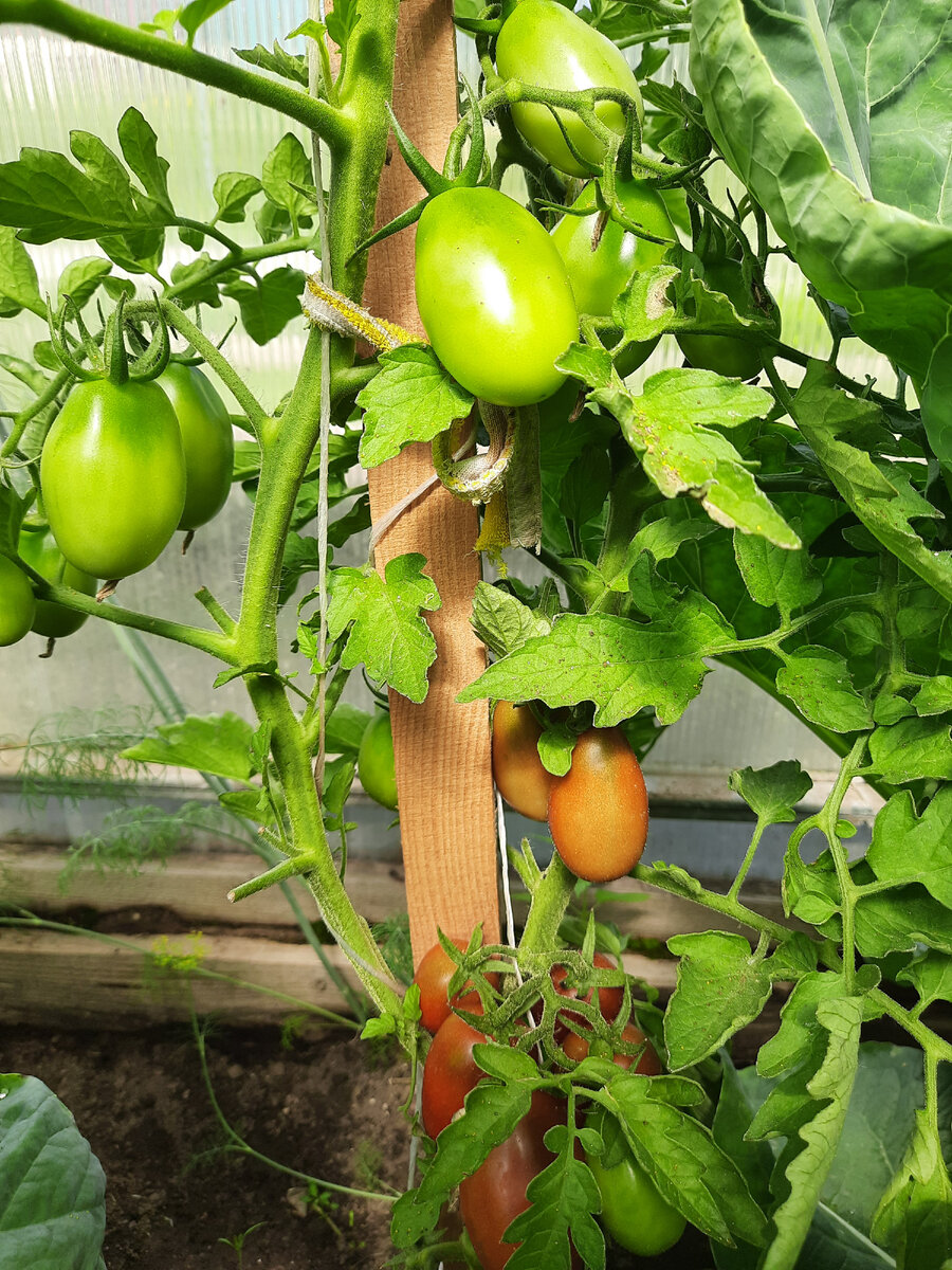 количество в кистях