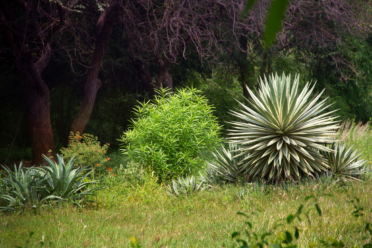 В Индии поистине дикая, красивая, волшебная природа.