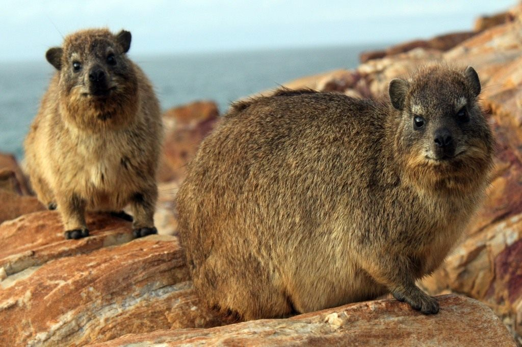 P1120259-Edit South African Rock Hyrax (Procavia capensis . Flickr