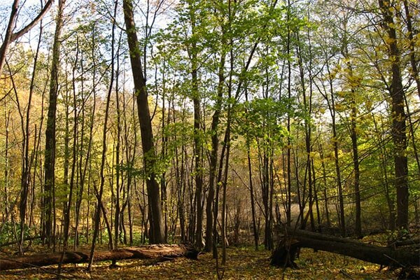 Интересные факты о широколиственных лесах | Место интересных фактов! | Дзен