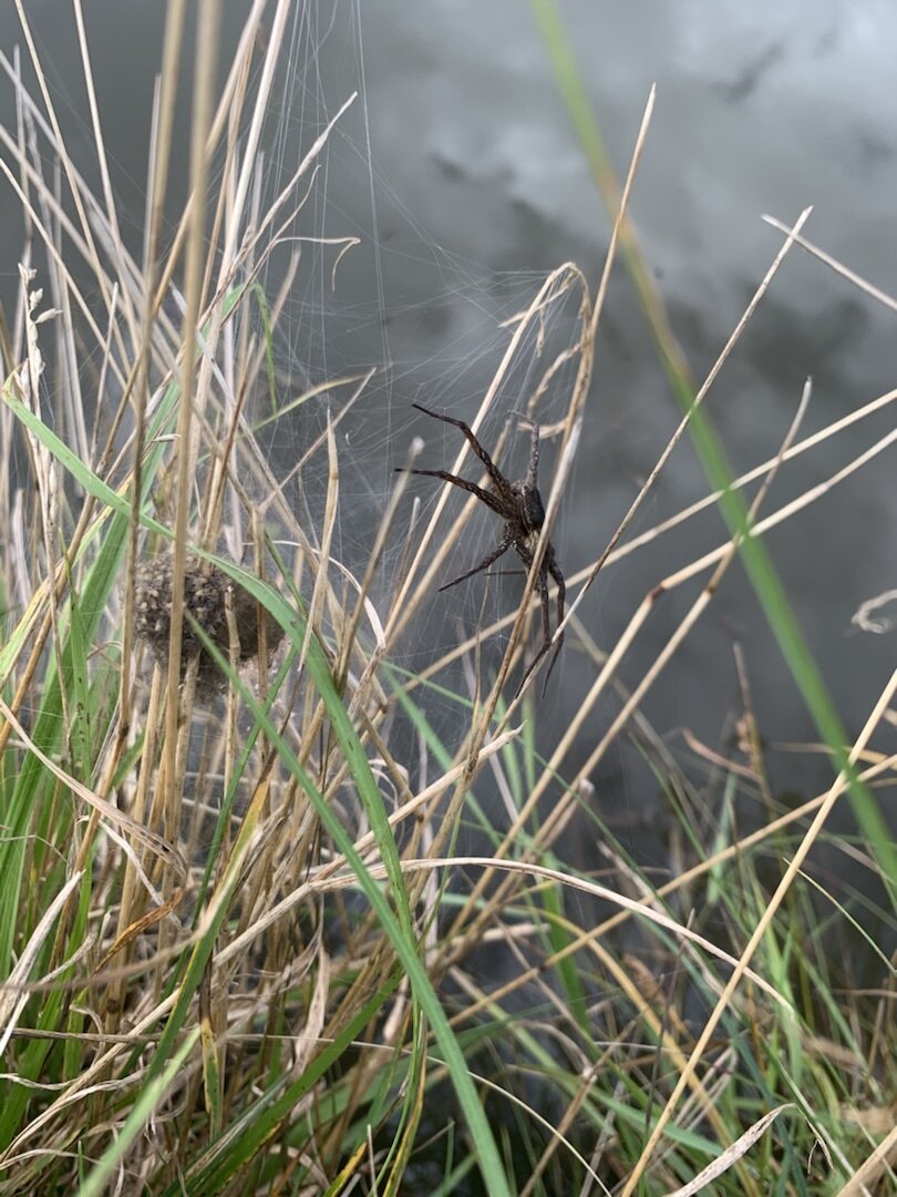Увидев этого красавца, я боялась выйти из дома дня 3, не меньше