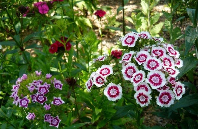 гвоздика турецкая монпансье. гвоздика турецкая розита. гвоздика турецкая розамунда. турецкая гвоздика многолетняя. гвоздика турецкая шабо.