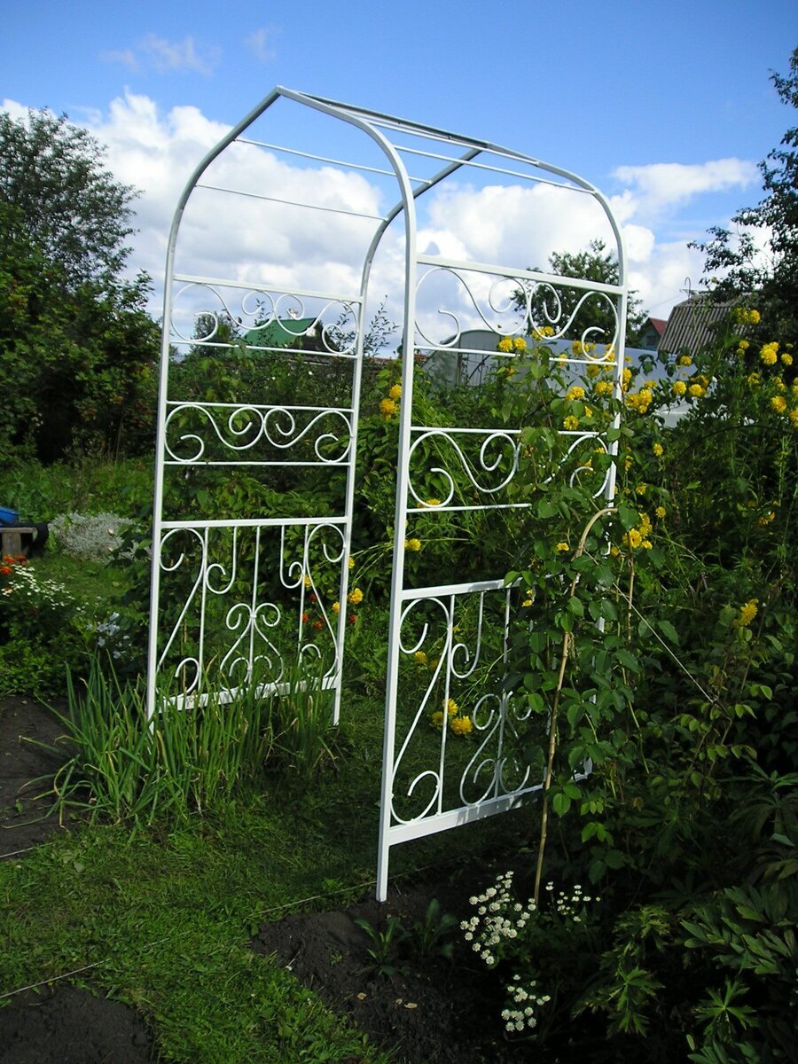 Здесь будет расти моя новая избранница  Tausendschon