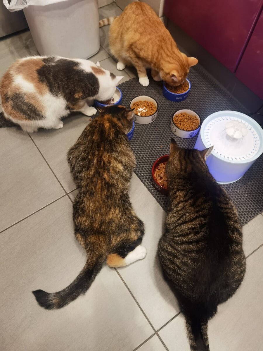 Мила трапезничает