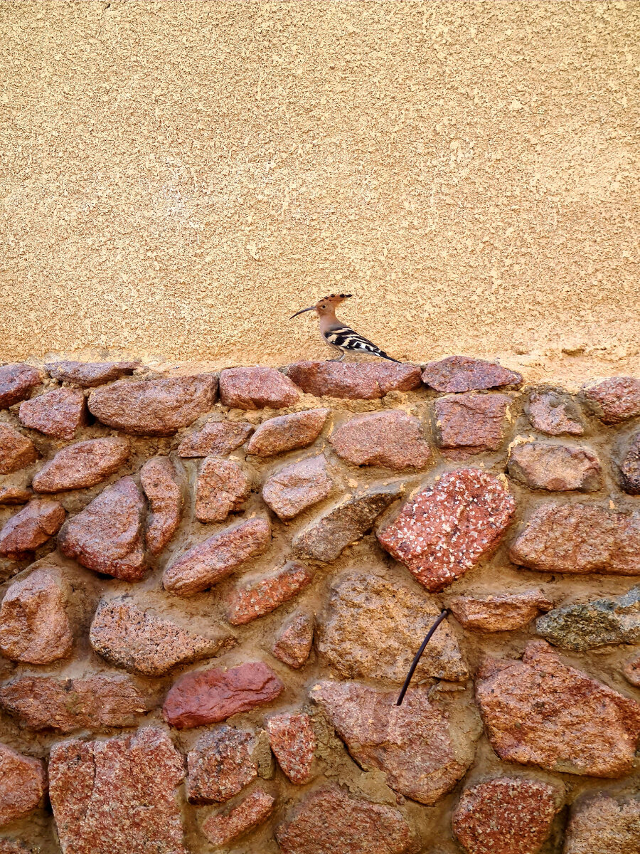 Удод Володя