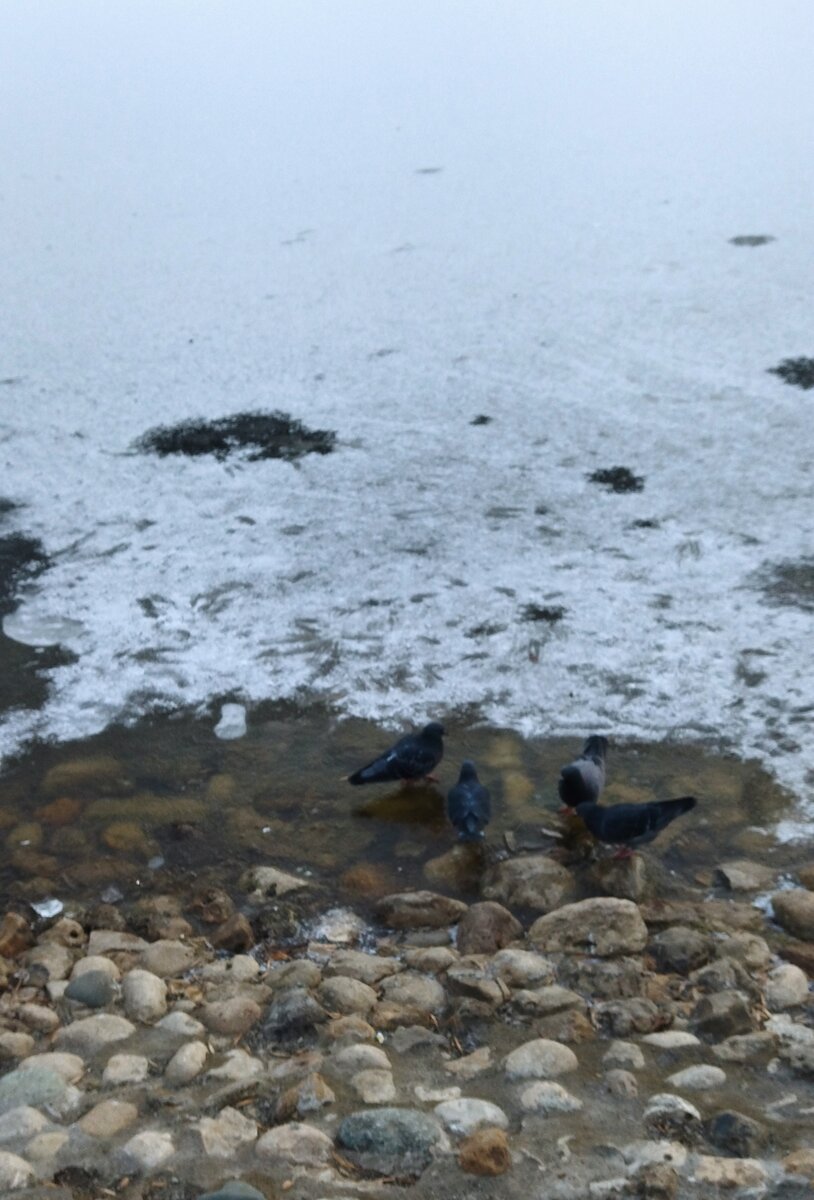 Ноябрь. Пруд замёрз. Прогулка моя. Фото моё. 