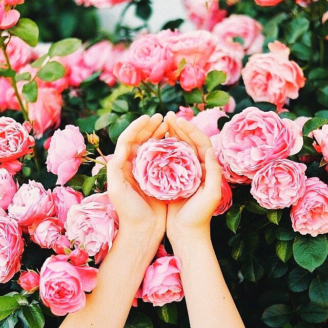 Чайная роза