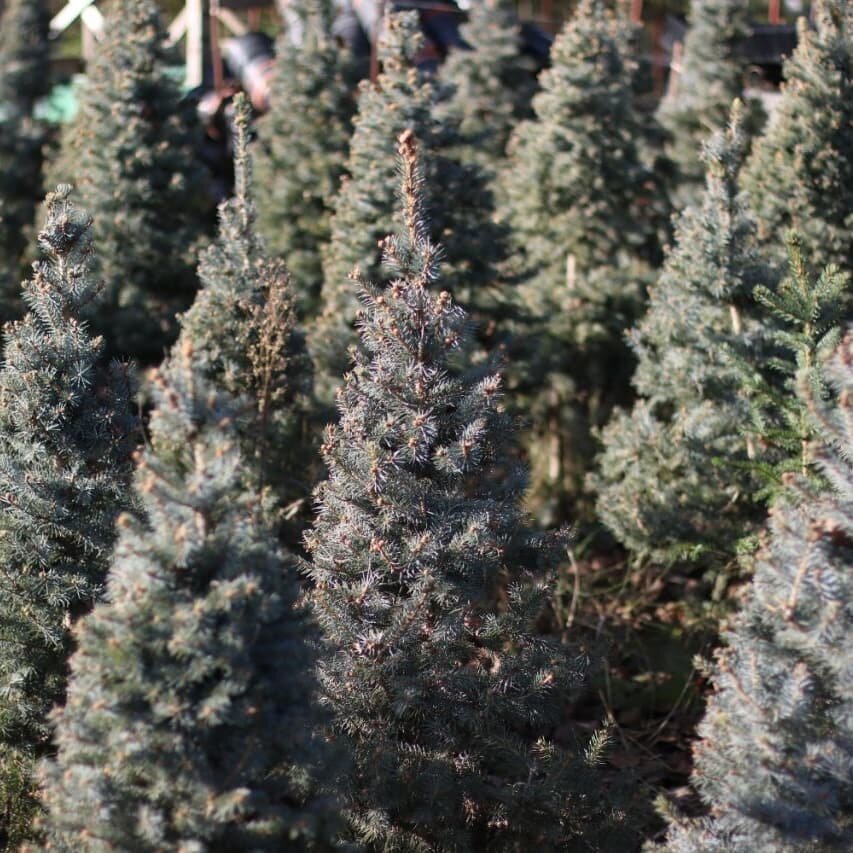 Фото из Нашего Питомника!