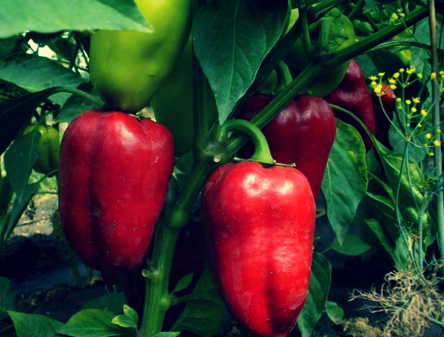 Хороший перец