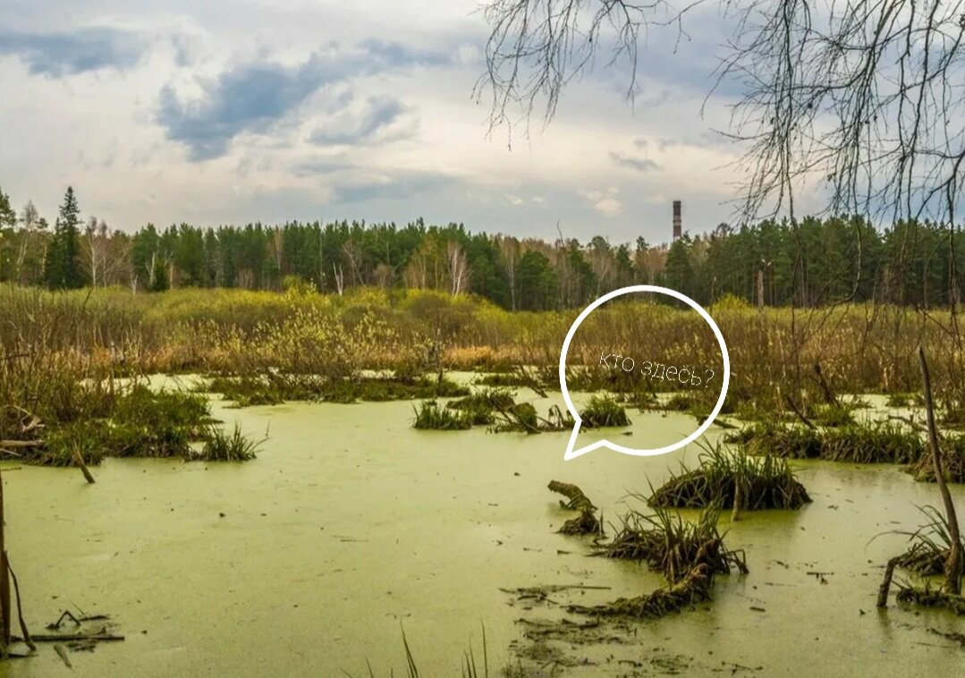 Вы когда нибудь бывали на болотах? Чувствовали из запах? Слышали звуки болот? Видели то, что не должны были видеть?