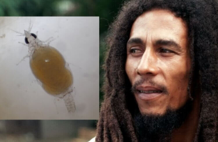 Боб Марли и названный в его честь паразит Gnathia marleyi