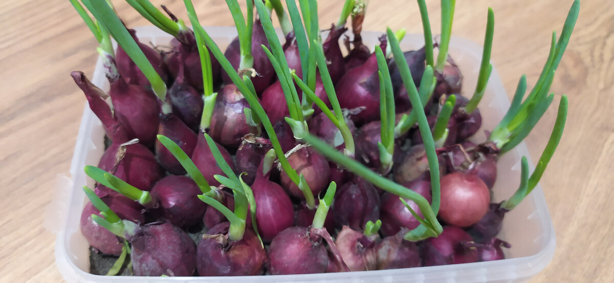 Лук-севок на выгонке.