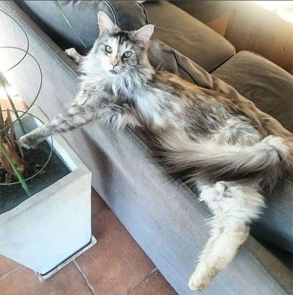 Огромные кошки мейн-кун, которые заставят вашего котика выглядеть ...