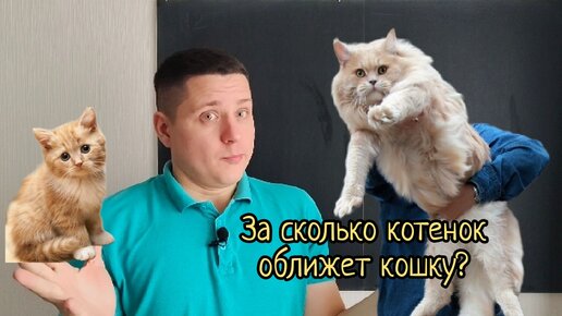 Легко ли быть 6-классником? Задача про кошку и котенка, в которой можно получить аж 3 разных ответа