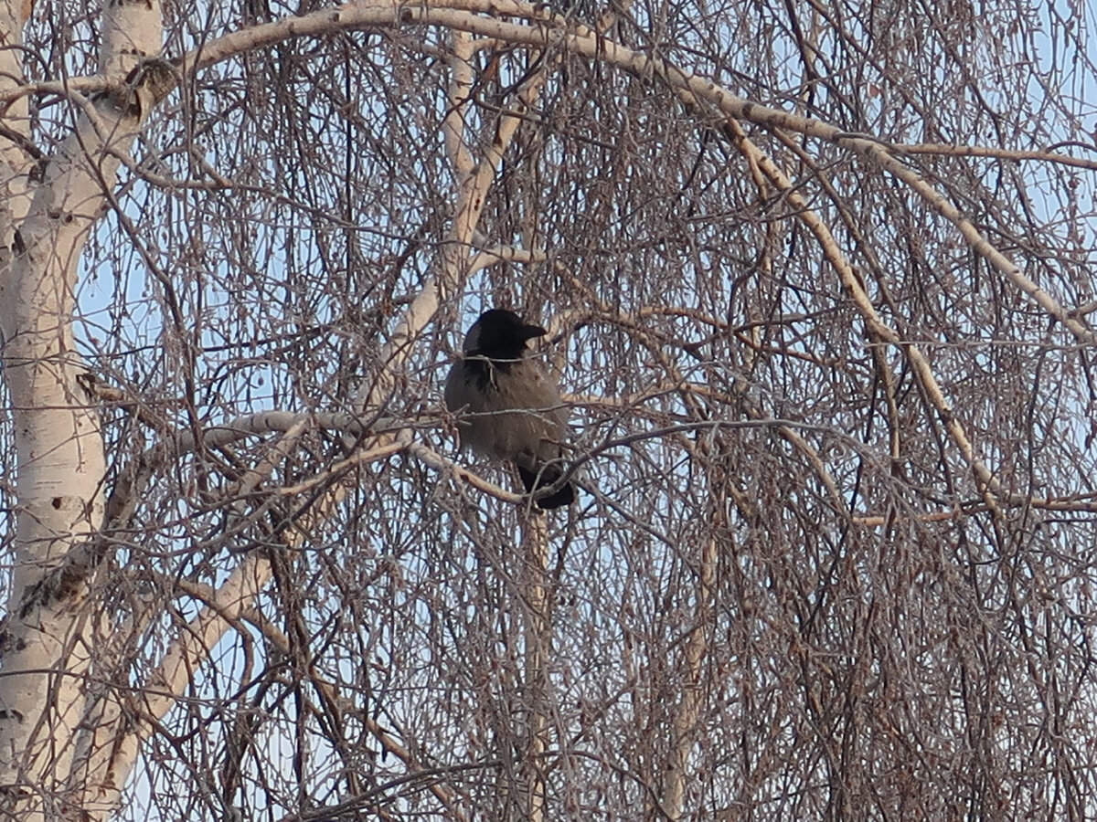 На фото - одинокая ворона)