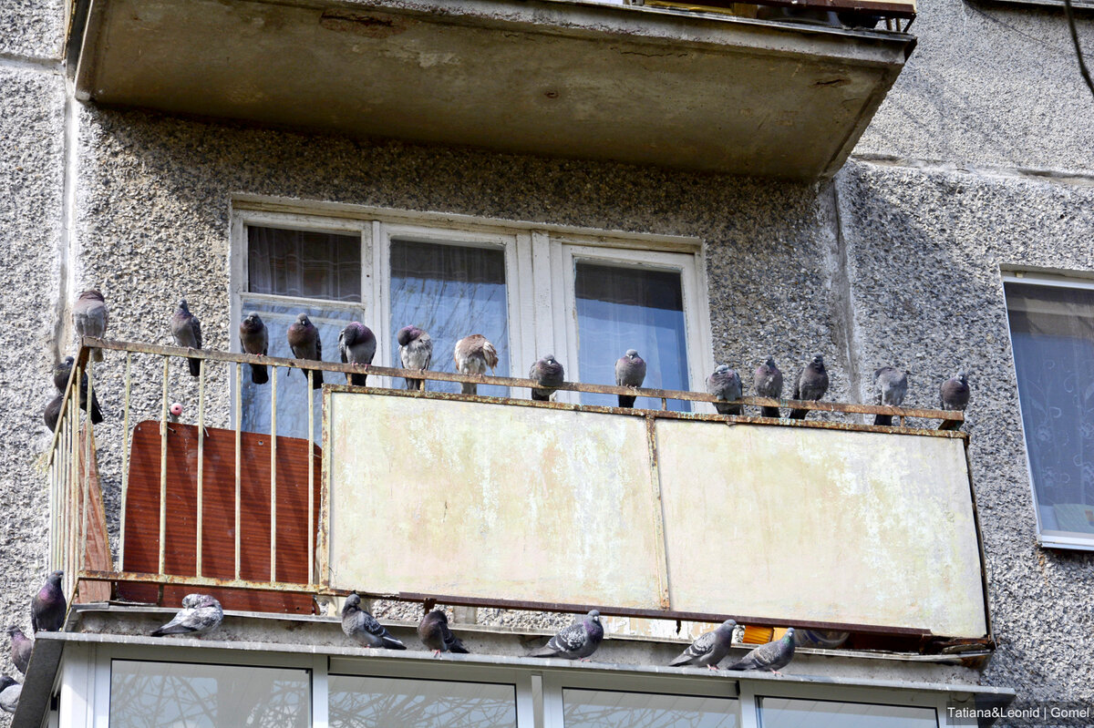 Что нельзя хранить на балконе и лоджии и кого запрещено там разводить