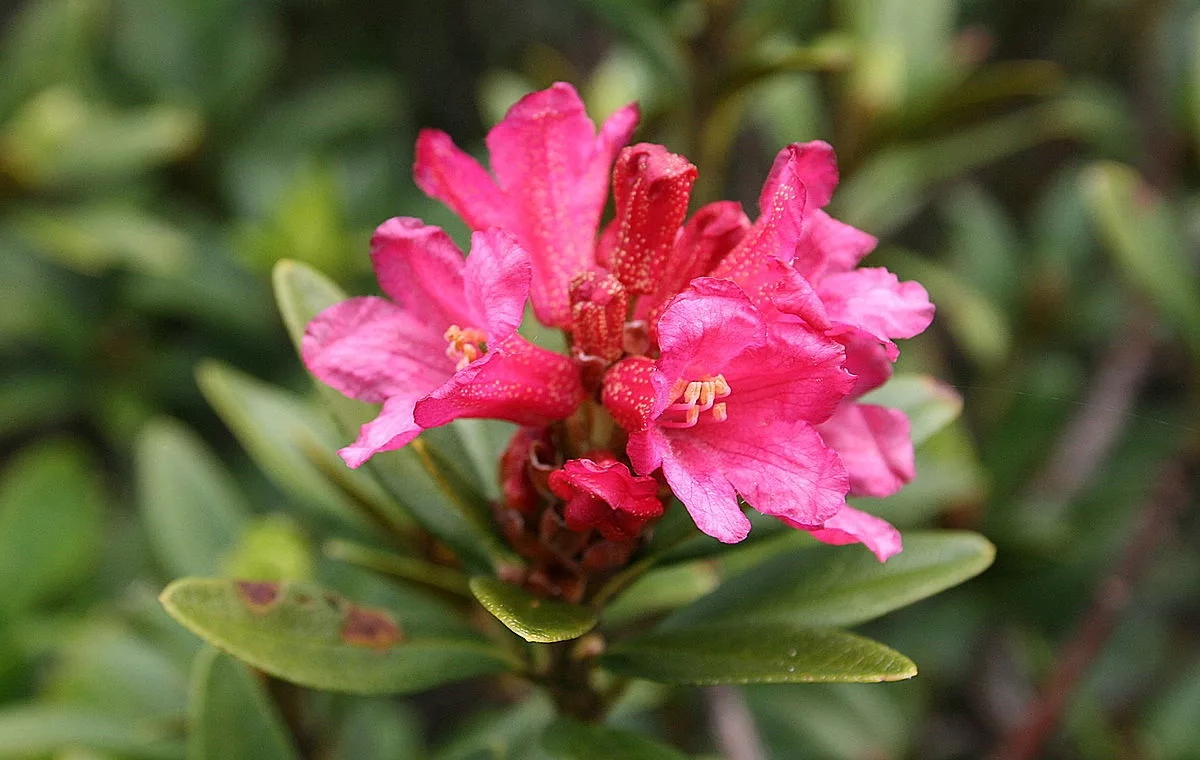 Цветы тоже. Рододендрон ферругинеум. Рододендрон Ржавый. Рододендрон Ржавый Rhododendron ferrugineum. Muneira рододендрон.