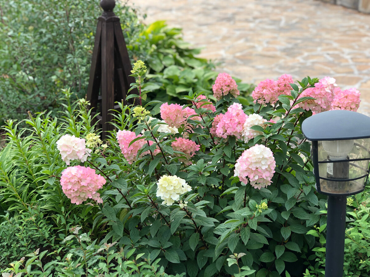Летом в парадном цветнике царствуют гортензии