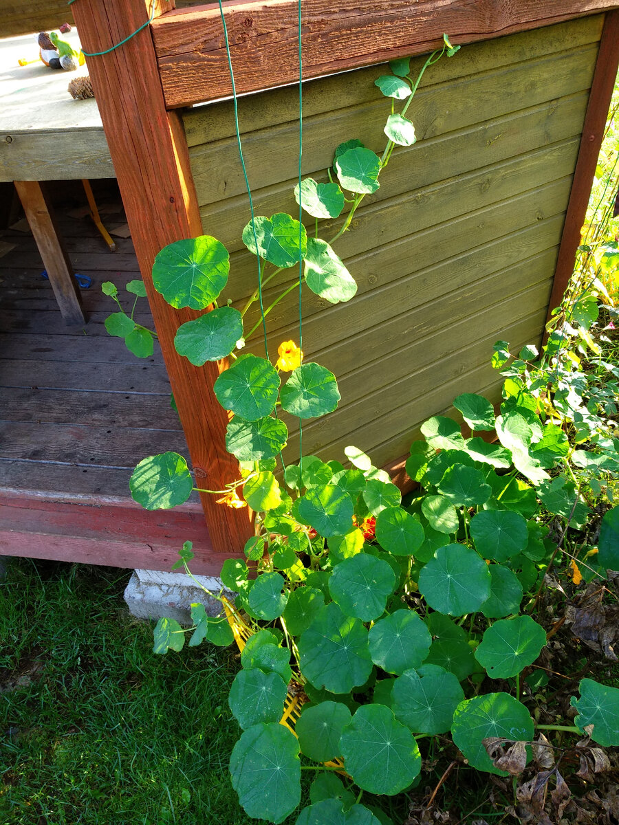 Между пионами и беседкой. Разрослась к осени