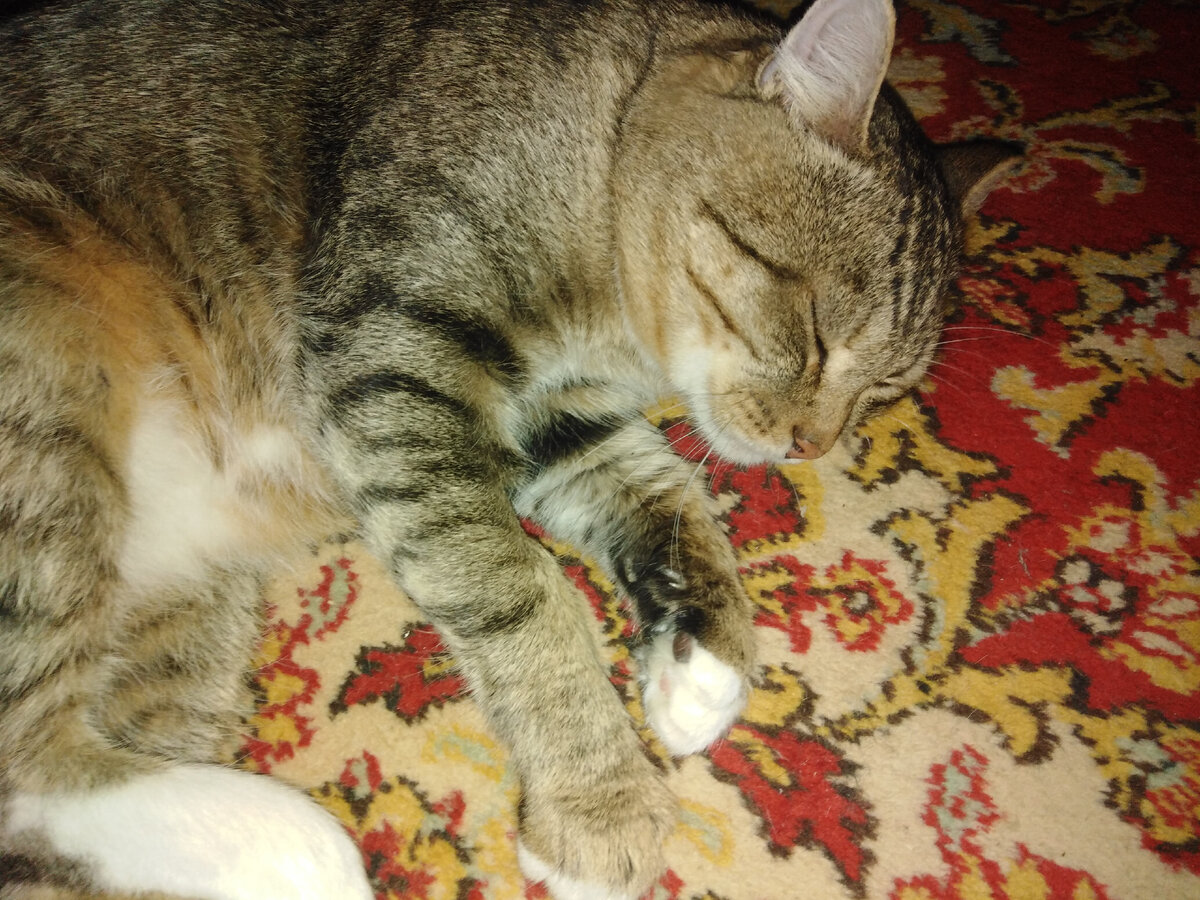 Кузя, фото автора