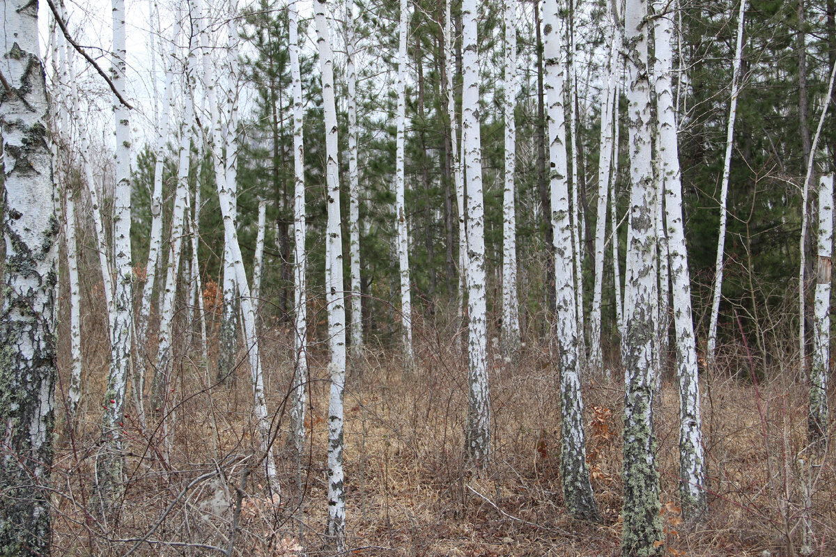 Берёзы в селе Лесное, Крым, Судак