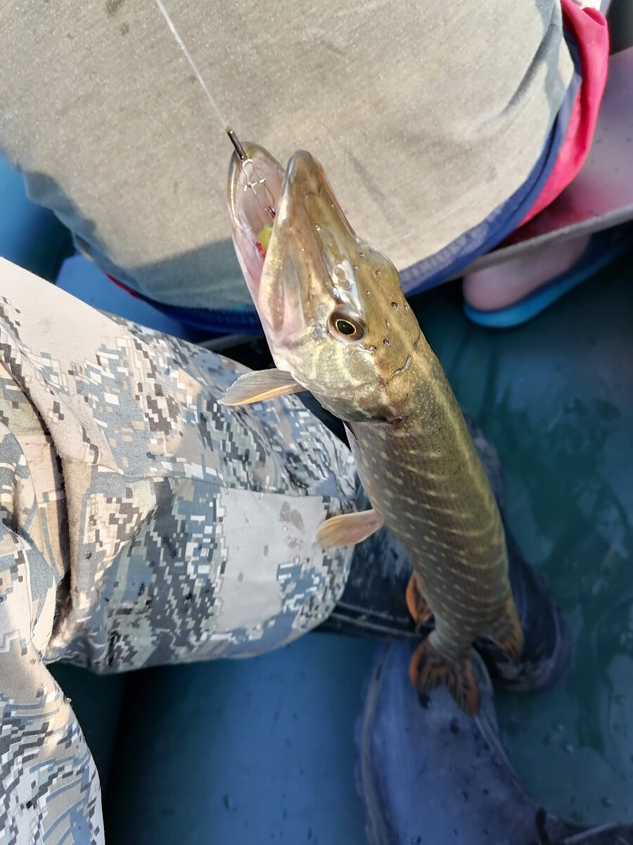 Ещё один "трофей", также был отпущен. 