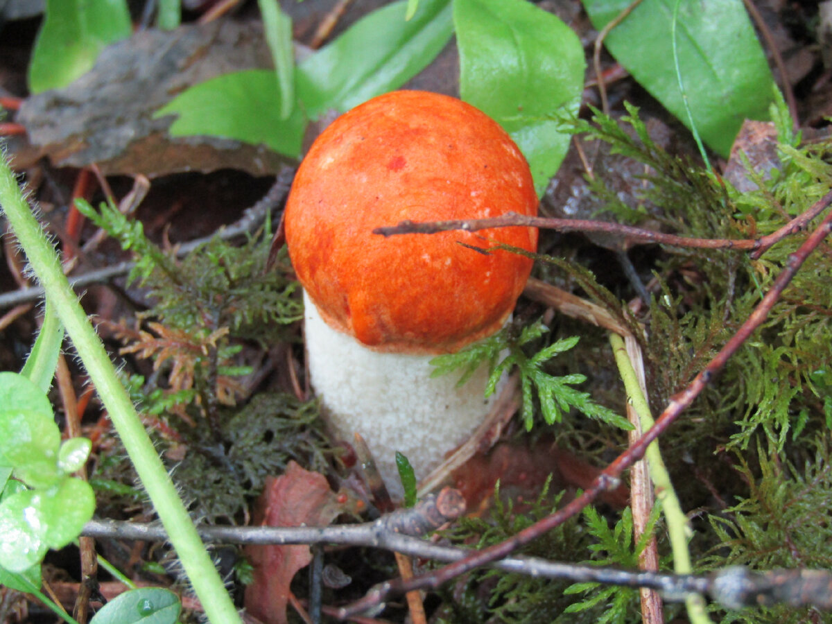 Красноголовик