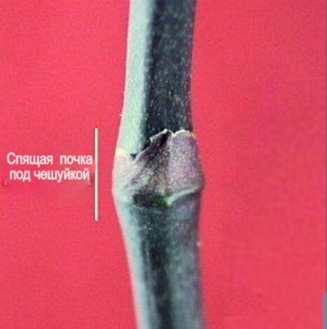 Листайте и читайте