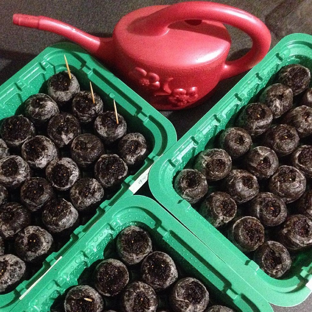 Посев в контейнеры с таблетками.