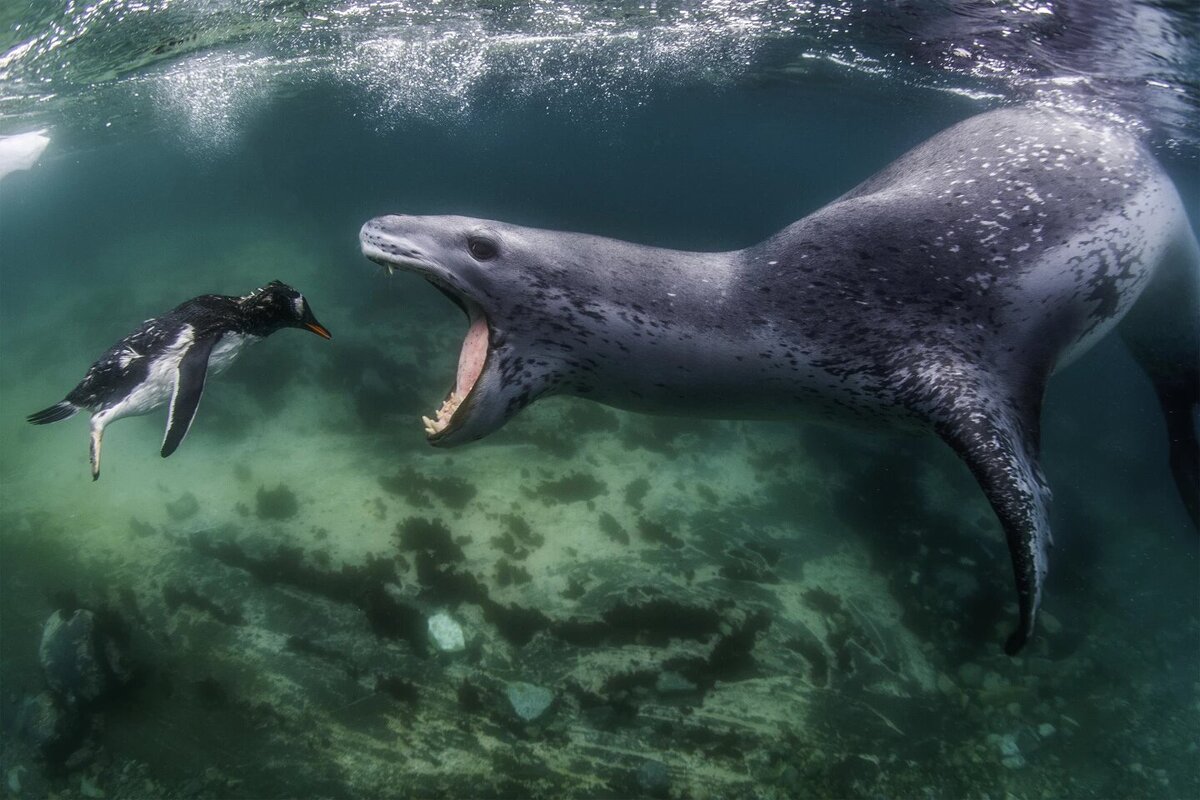Гран-при World Nature Photographer of the Year. Снимок называется "Лицом к лицу с реальностью". Фото Amos Nachoum.