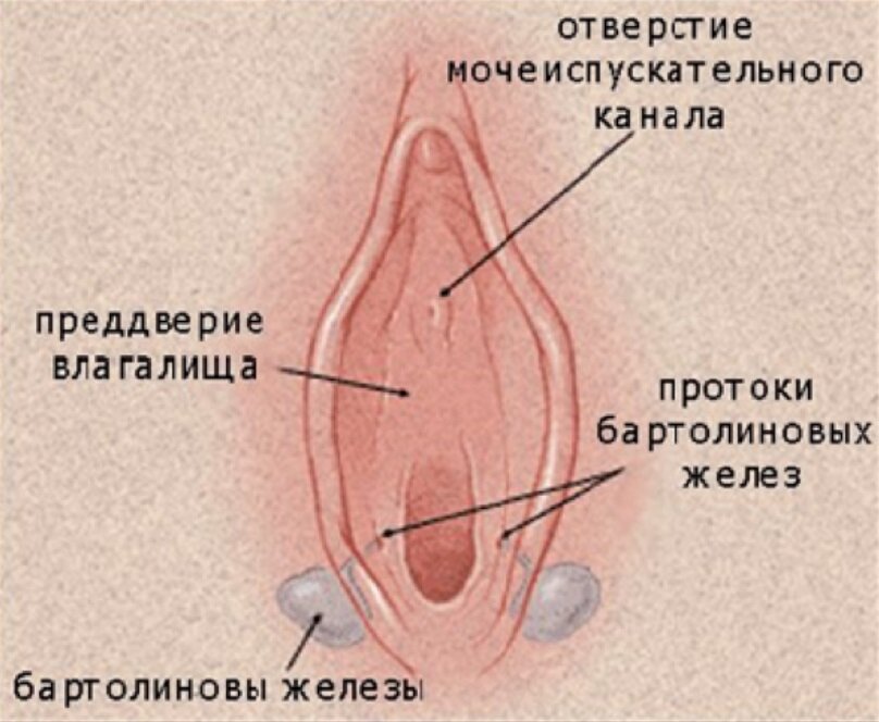Форма половых губ - виды у женщин и девушек (фото)