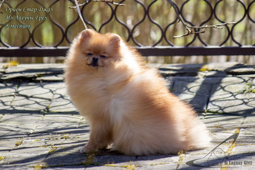 Орион Стар Джаз Из Лагуны Грез