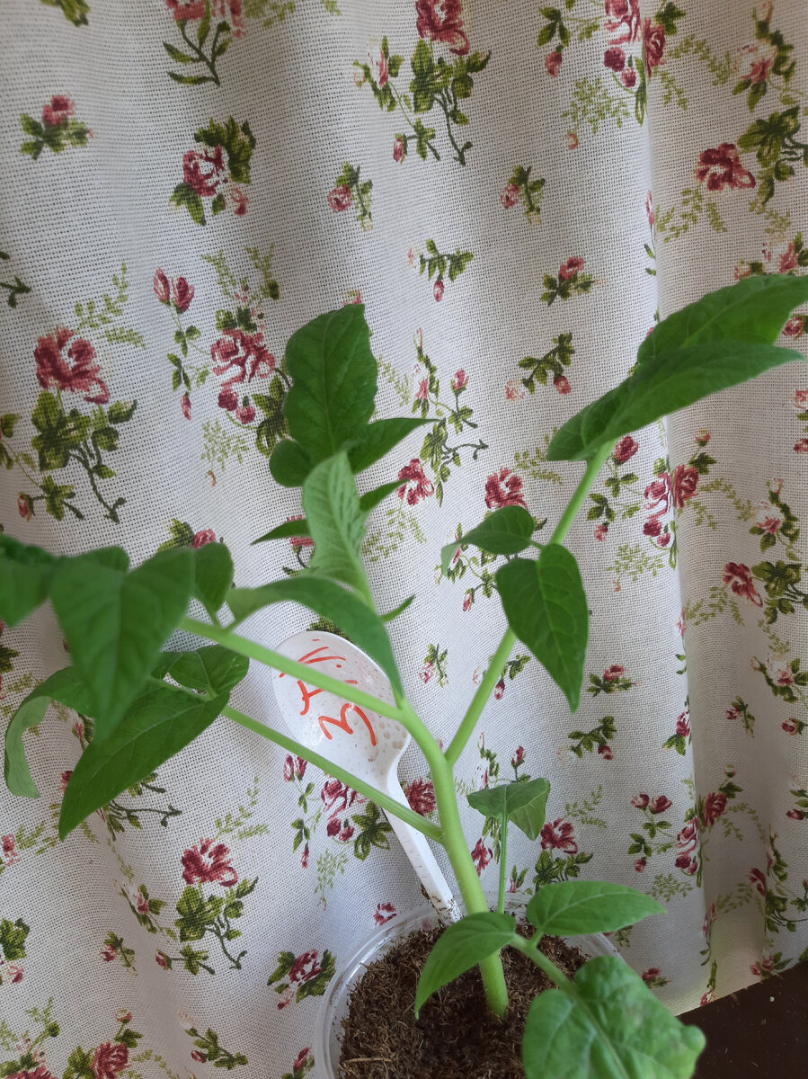 Жирненький томат, "Зелёная тайна личинки".