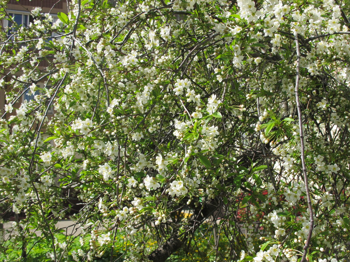 цветение деревьев