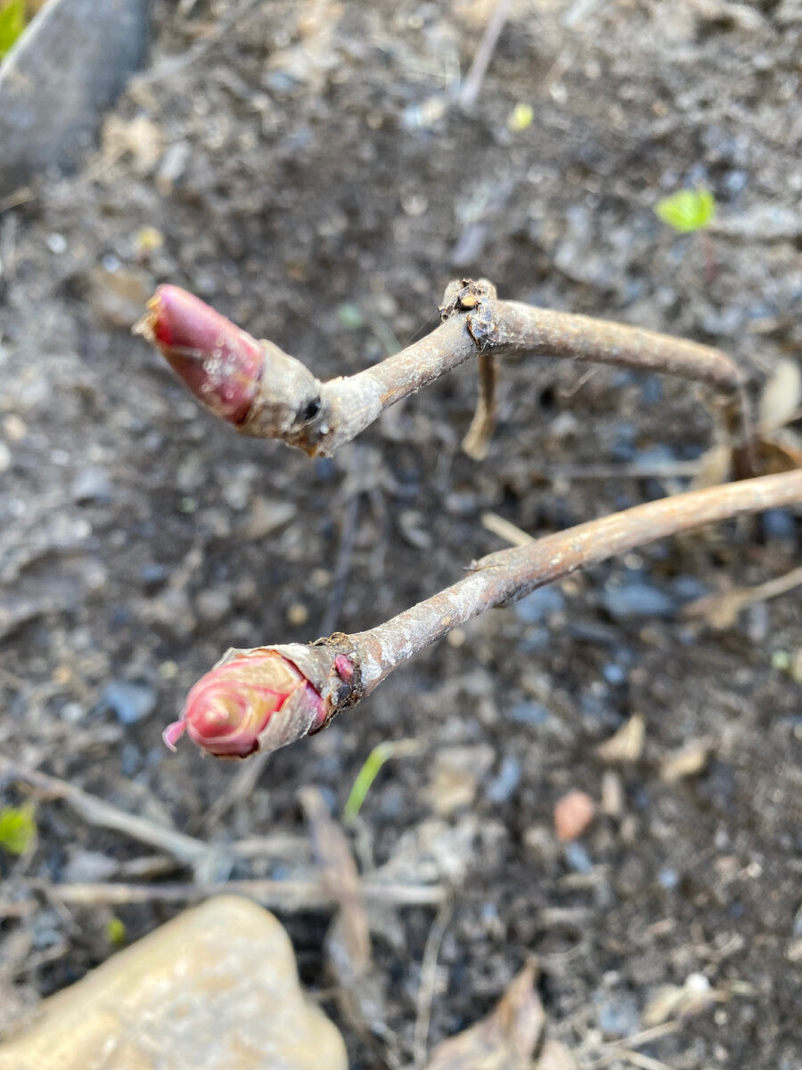 Почки на прошлогодних ветках