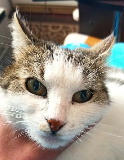 Прямо рысь)