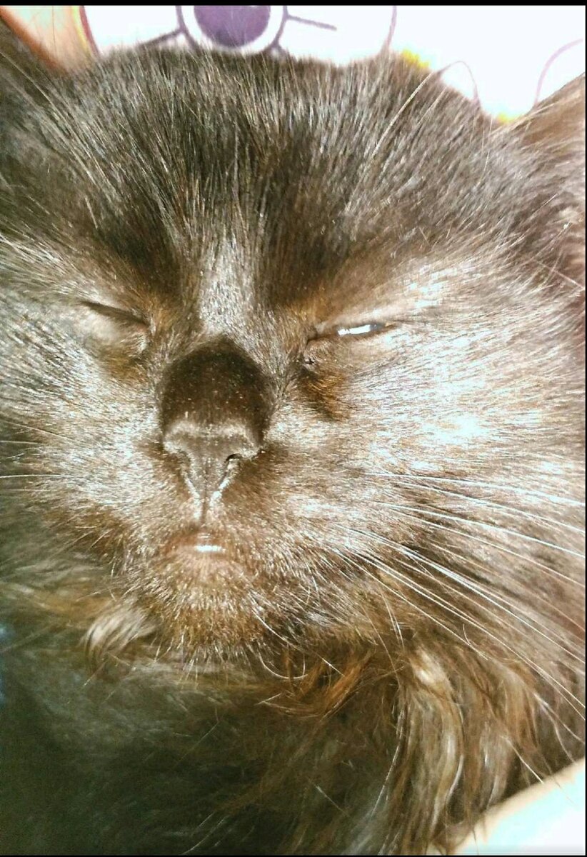 Злой Пушкан прячет свои бесстыжие глаза