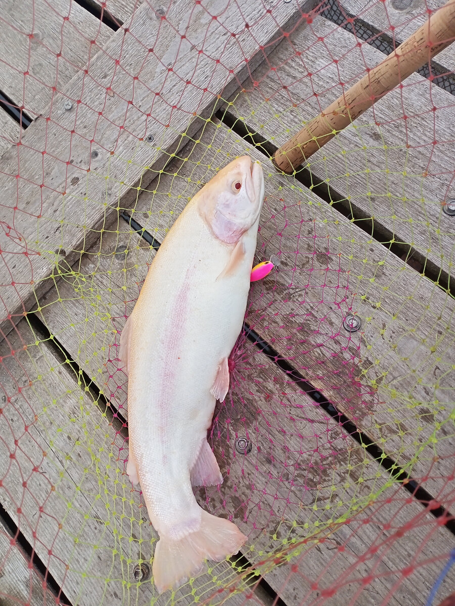 янтарная форель