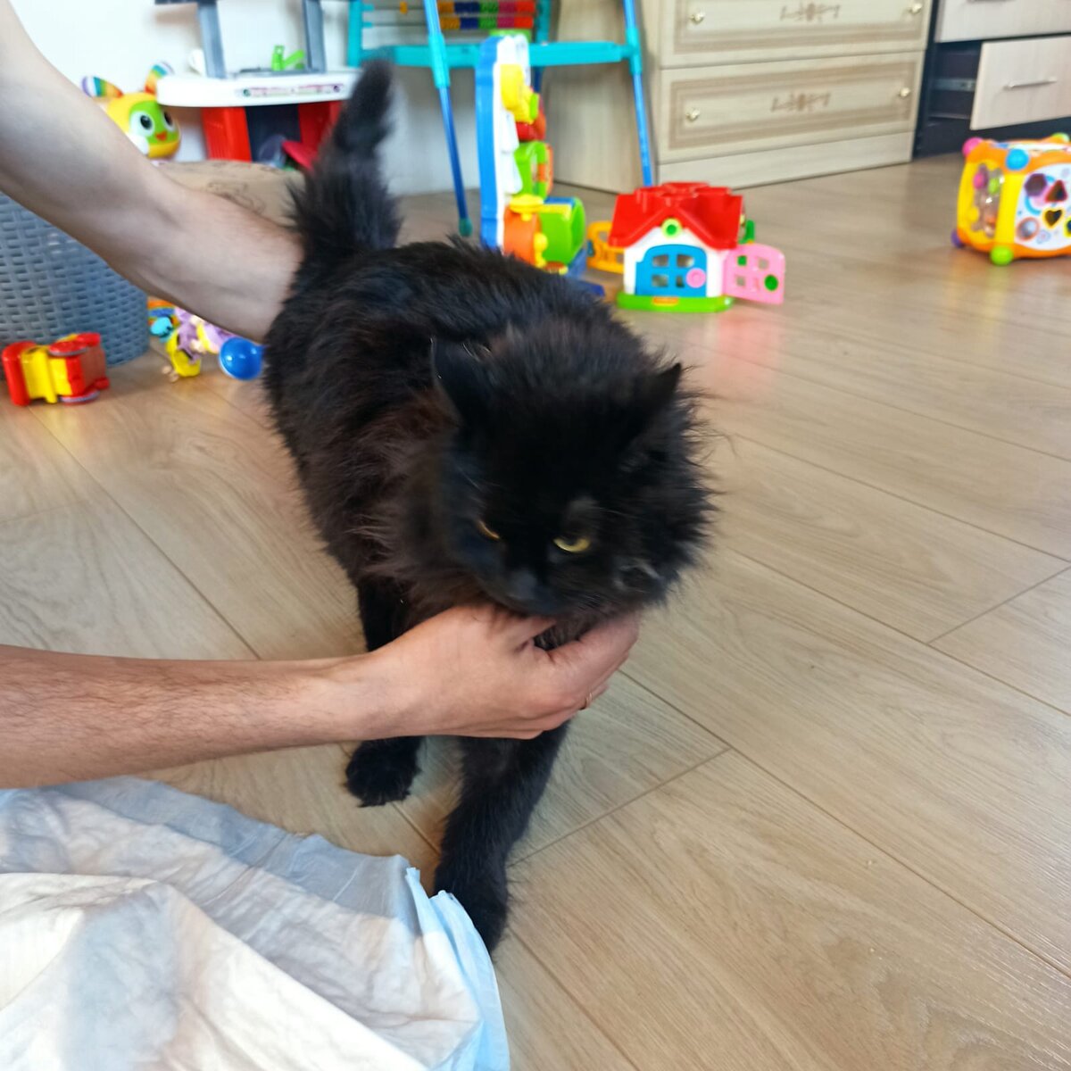 Одна бездомная кошка приводит к появлению ещё 5 бездомных кошек. С ужасной судьбой. И в это время плодильщики всосвывают в потенциальные руки своих котяток. Не стерилизованными...Лишь осознанность людей поможет остановить это колесо. 