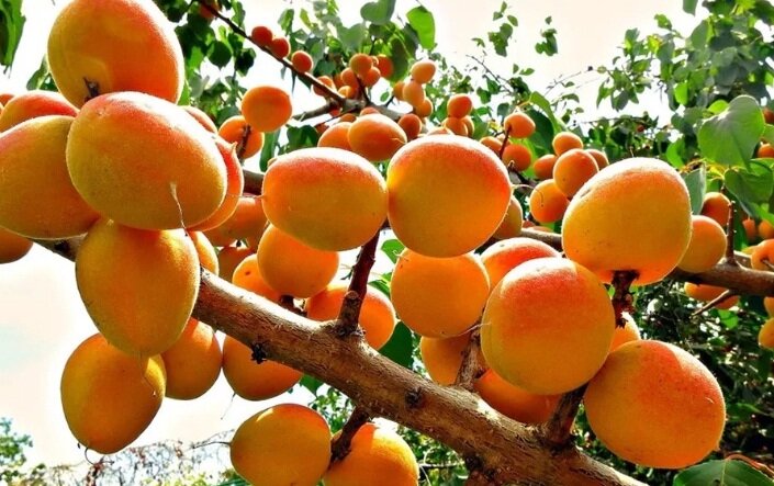 Золотые плоды