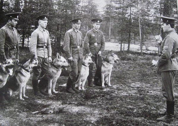 Мало кто знает, что в 1941 году в ряды Красной армии было «призвано» примерно 68 000 собак разных пород.-8