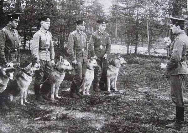 Кинологическая служба в годы великой отечественной войны проект