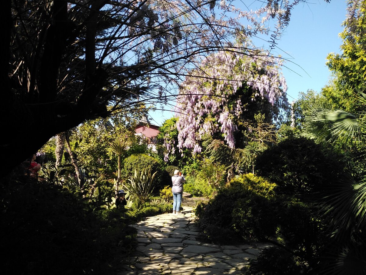 Тропинки в сквере и огромная глициния. Фото автора