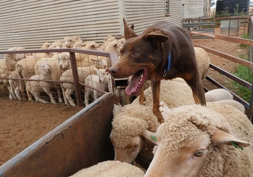 Келпи на работе (Фото: https://www.australiangeographic.com.au/topics/history-culture/2016/07/kelpies-king-of-the-mob/)