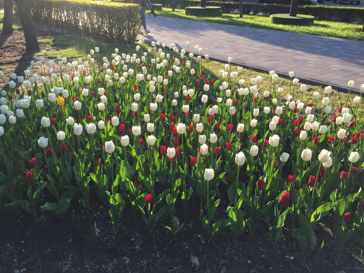 цветы на улицах города (фото автора)