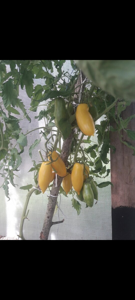 Нашумевший сорт томата "банановые ноги".Низкорослое растение которое не требует пасынкования.Куст всегда усыпан томатами.Выращен в моей теплице.Ранний томат.Рекомендую в свежем виде,но не в засолках  так как чувствуется сильно прожилки. Очень красивый томат.