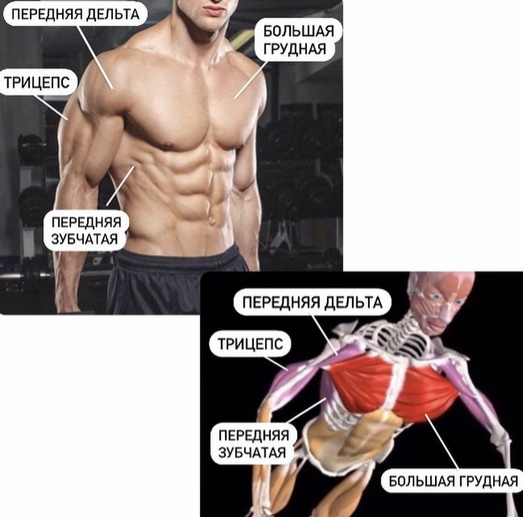 Основные мышцы, работающие в отжиманиях 