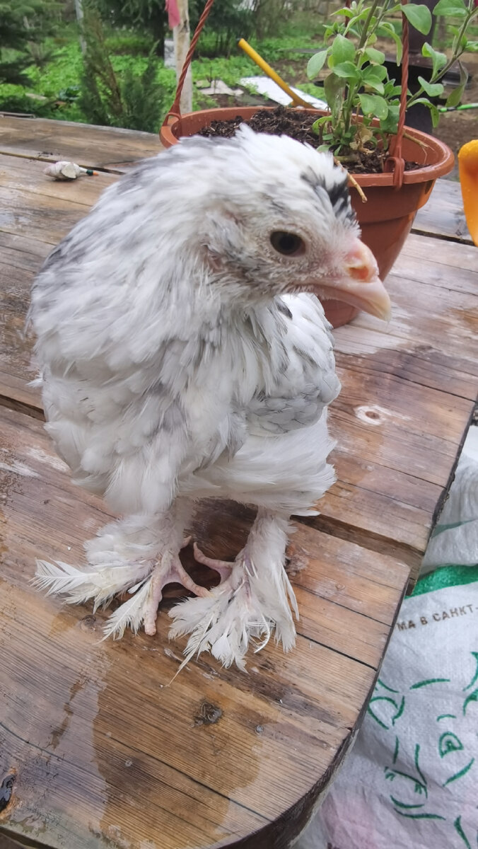 #белаябреда 