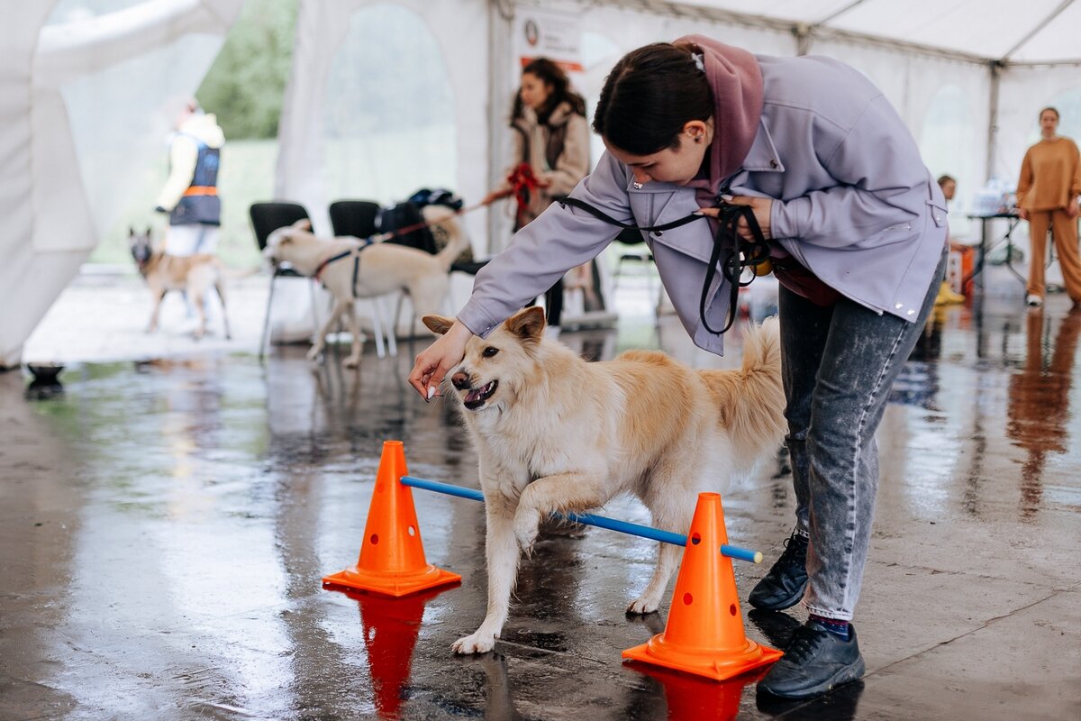 Дог - лагерь! Как пионерский, только лучше🐶🔥👌 | «Собаки, которые любят»  Фонд помощи бездомным животным | Дзен