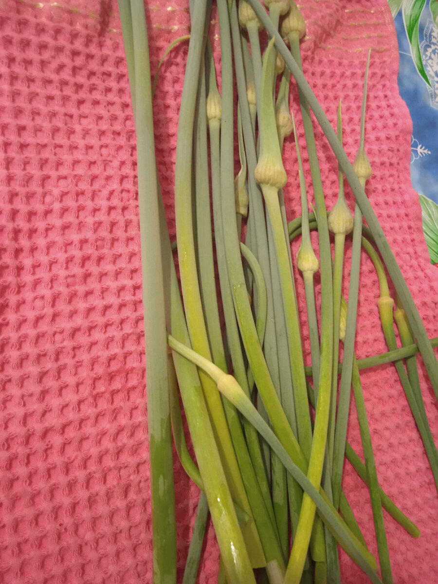 У меня большая часть стрелок изначально прямые и толстые, просто сорт такой